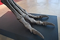 I Fossili di Bolca_48